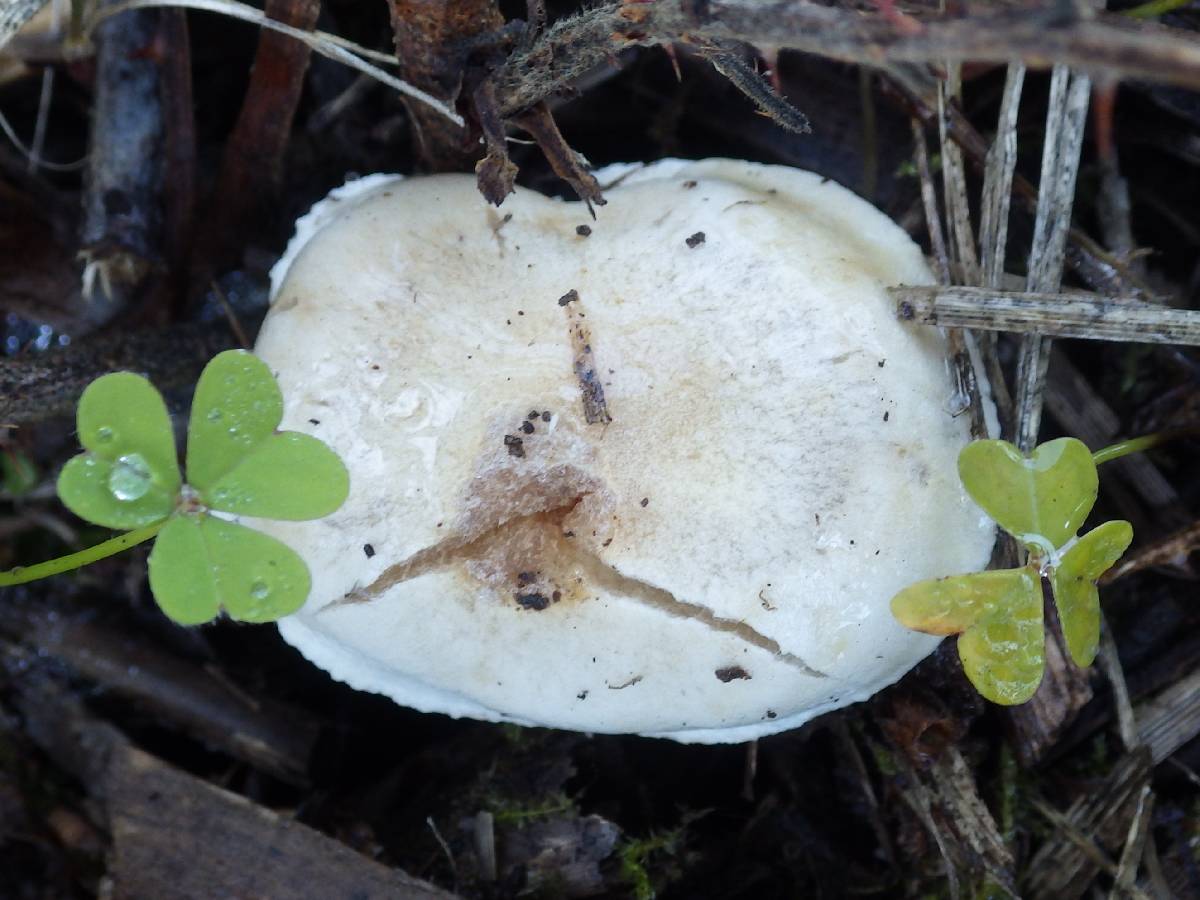 Hebeloma limbatum image