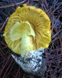 Amanita hemibapha image