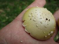 Amanita praecox image