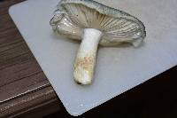 Russula parvovirescens image