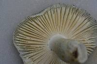 Russula parvovirescens image