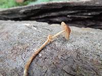 Conocybe rugosa image