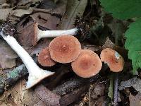 Clitocybe gibba image