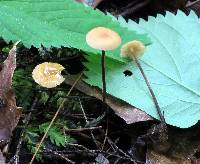 Rhizomarasmius pyrrhocephalus image