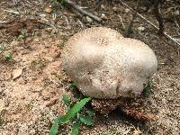 Calvatia cyathiformis image