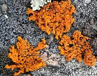 Xanthoria elegans image