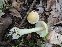 Amanita praecox image