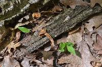 Kuehneromyces mutabilis image