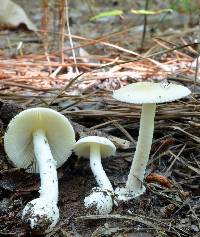 Amanita velatipes image