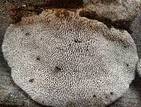 Trametes gibbosa image