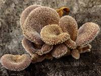 Lentinus strigosus image