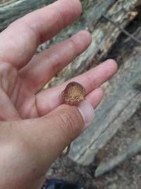 Mycena renati image