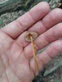 Mycena renati image