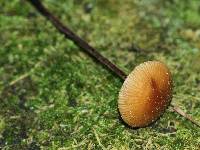 Rhizomarasmius pyrrhocephalus image