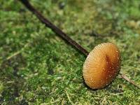 Rhizomarasmius pyrrhocephalus image