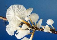 Hemimycena candida image