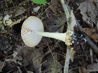 Amanita praecox image