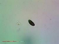 Buellia oidalea image