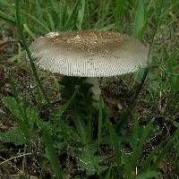 Amanita spreta image