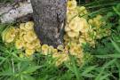 Pleurotus citrinopileatus image