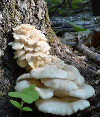 Pleurotus pulmonarius image