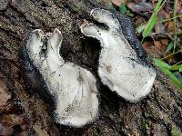 Xylaria poitei image