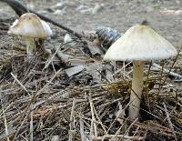 Amanita brunnescens image