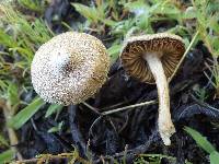 Inocybe lacera image