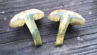 Boletus harrisonii image