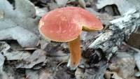 Boletus harrisonii image