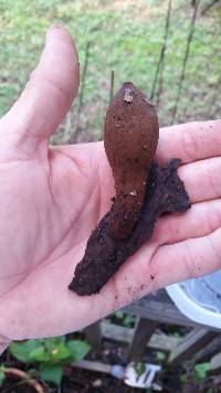 Chorioactis geaster image