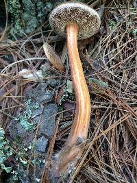 Austroboletus gracilis image