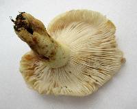 Russula pulverulenta image