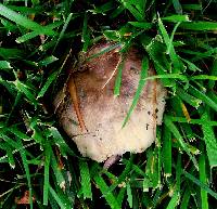 Russula pulverulenta image