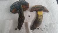 Boletus subluridus image