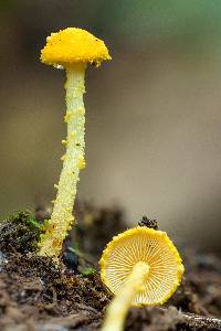 Cystolepiota luteohemisphaerica image