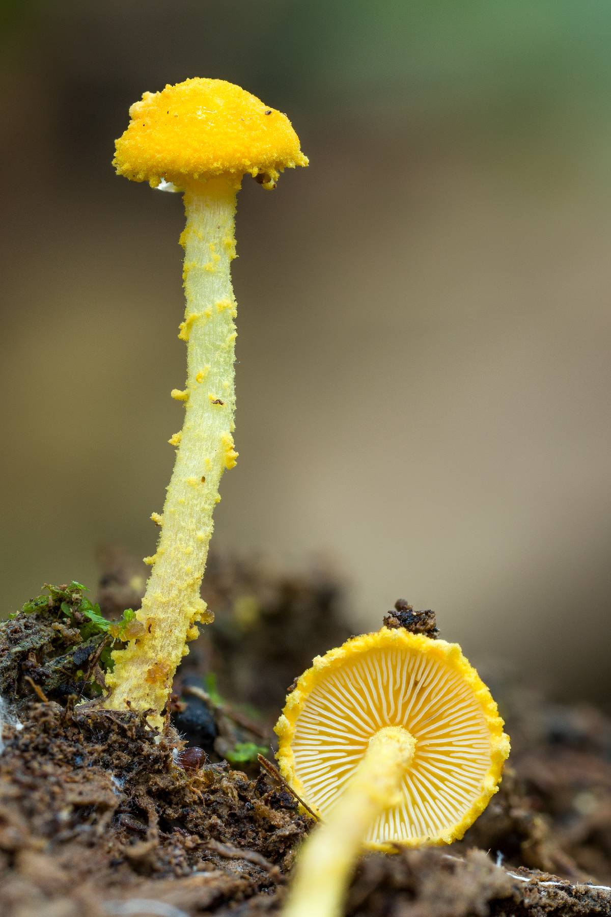 Cystolepiota luteohemisphaerica image
