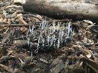 Xylaria magnoliae image