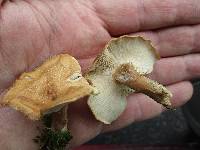 Clitocybe squamulosa image