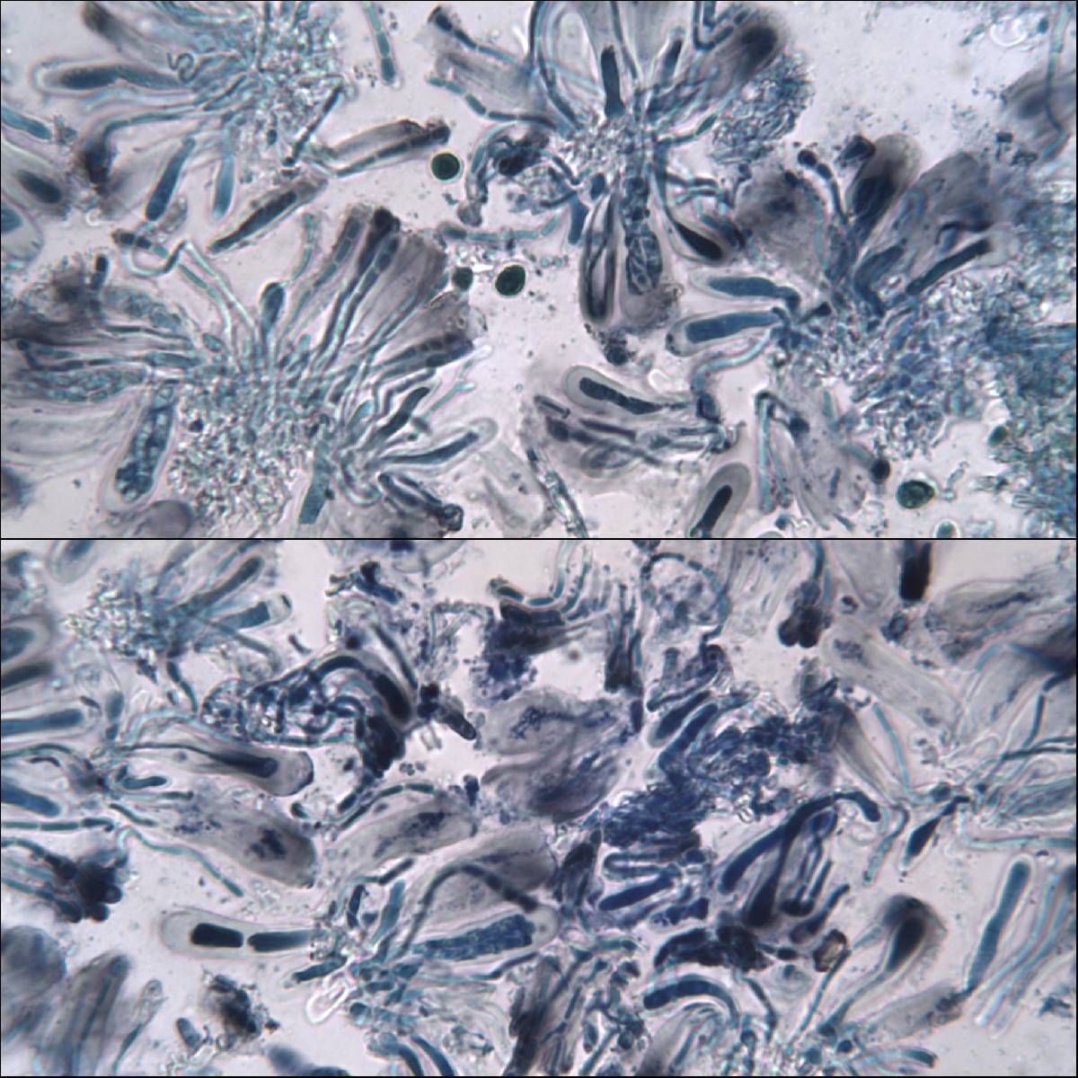 Lecania aipospila image