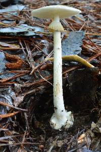 Amanita brunnescens image