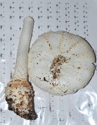 Amanita subcokeri image