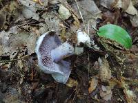 Cortinarius argenteopileatus image