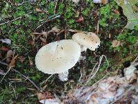 Hygrophorus laurae image