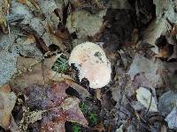 Hygrophorus laurae image