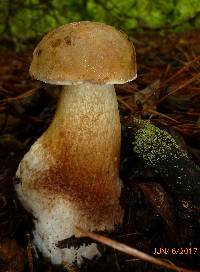 Tylopilus felleus image