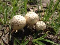 Amanita pubescens image