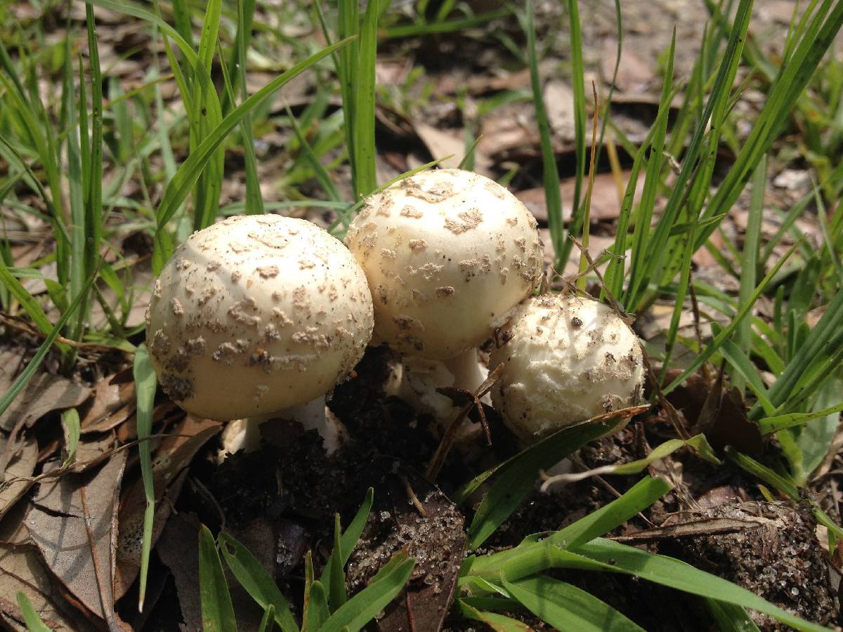 Amanita pubescens image