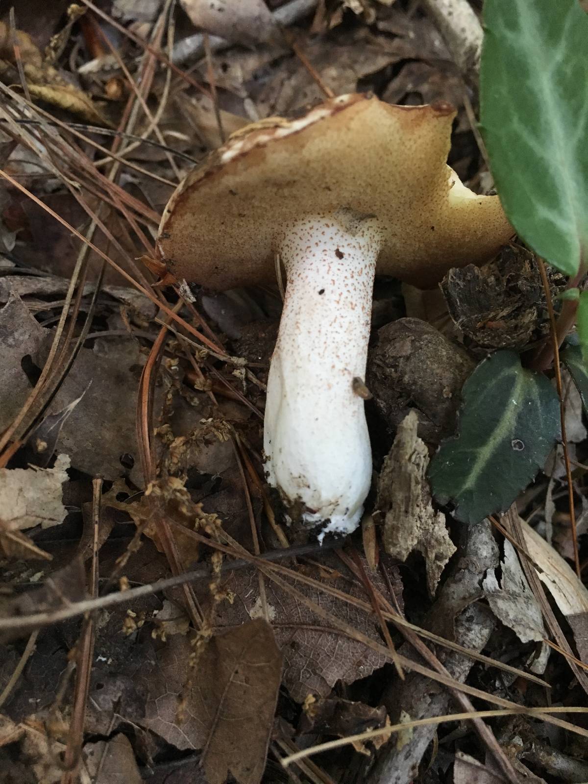 Suillus weaverae image