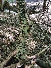 Trametes villosa image